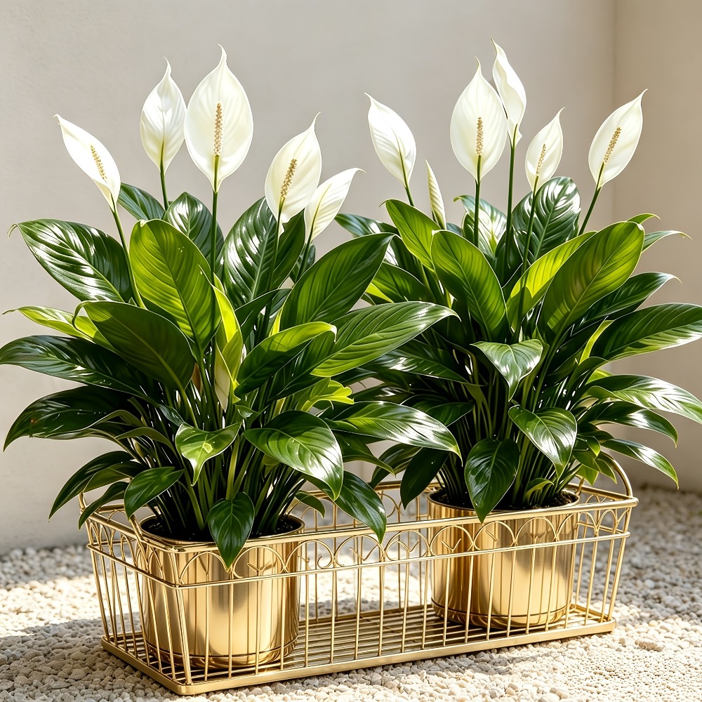 2 Piece High Quality Large Art - Peace Lily White 评论和价格