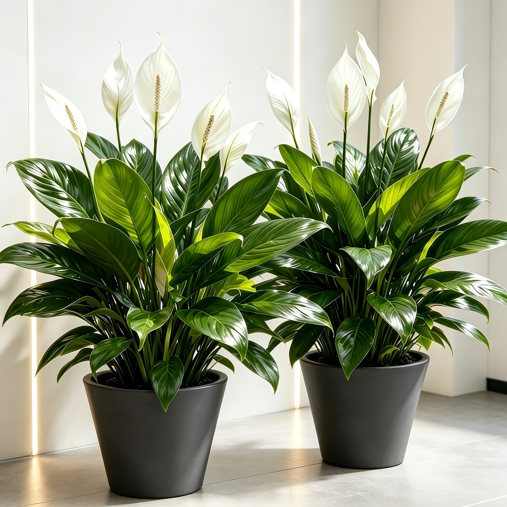2 Piece High Quality Large Art - Peace Lily White 评论和价格